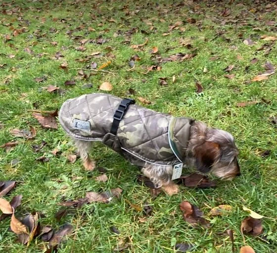 doudou milt teckel.JPG