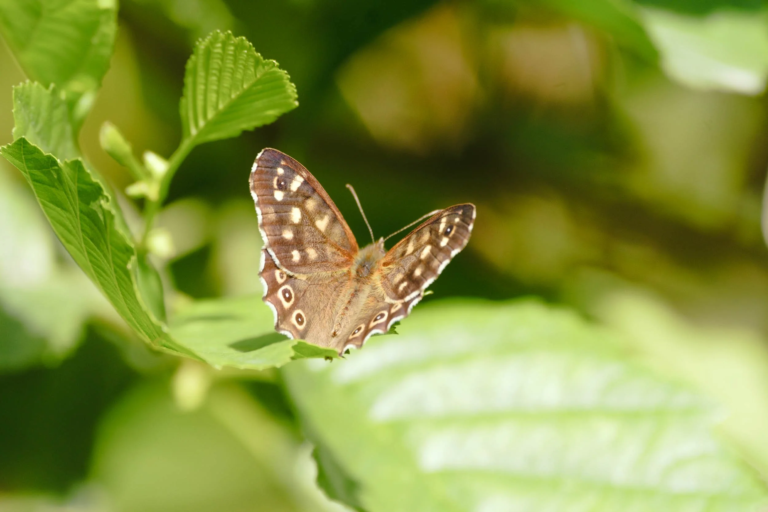 _DSF9777_low_res.jpg
