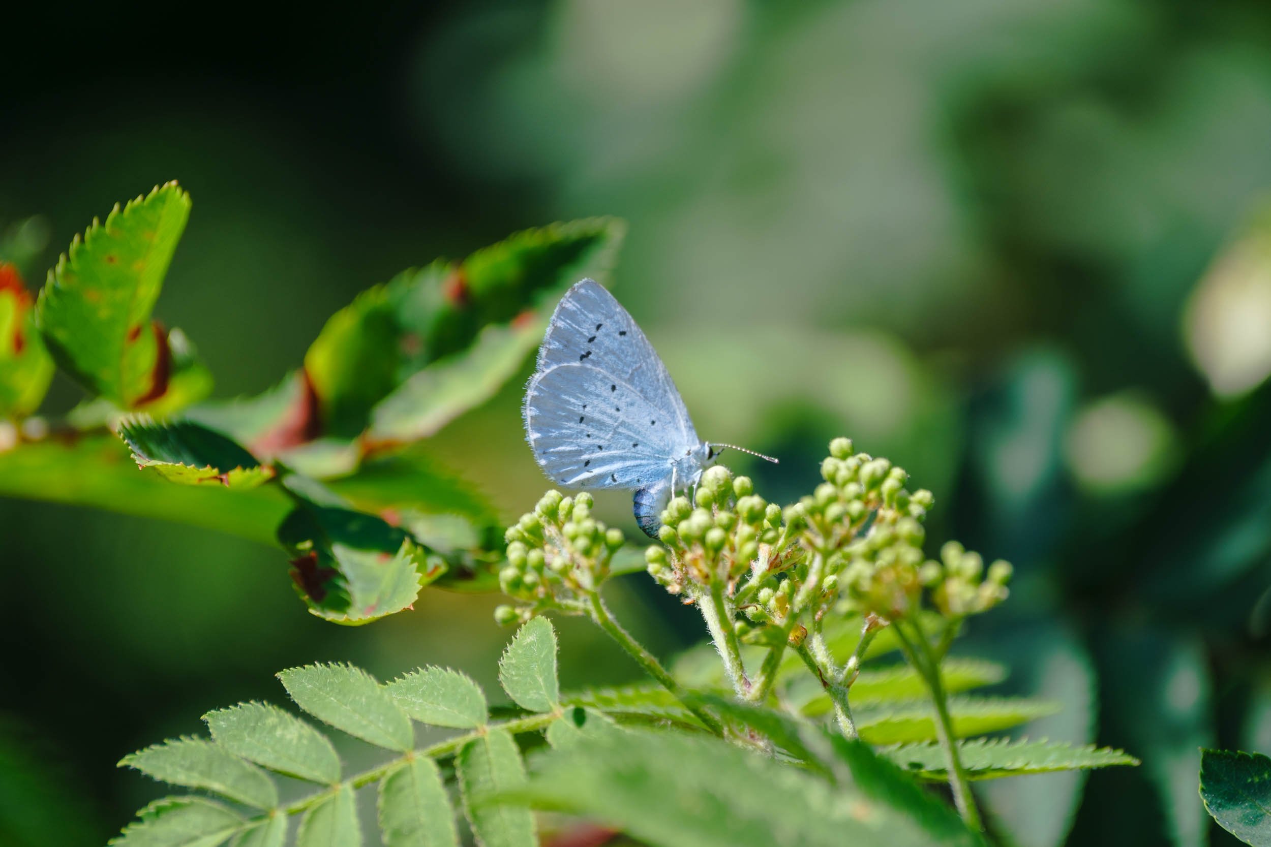 _DSF9283_low_res.jpg