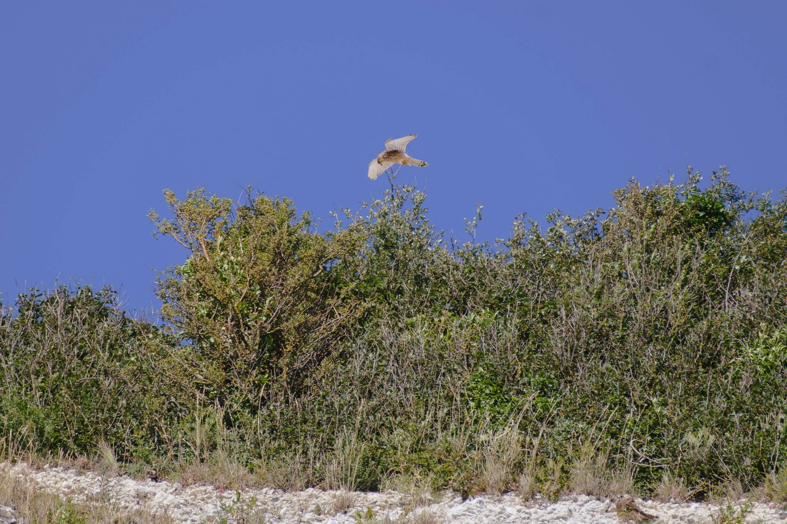 _DSF9540_low_res.jpg