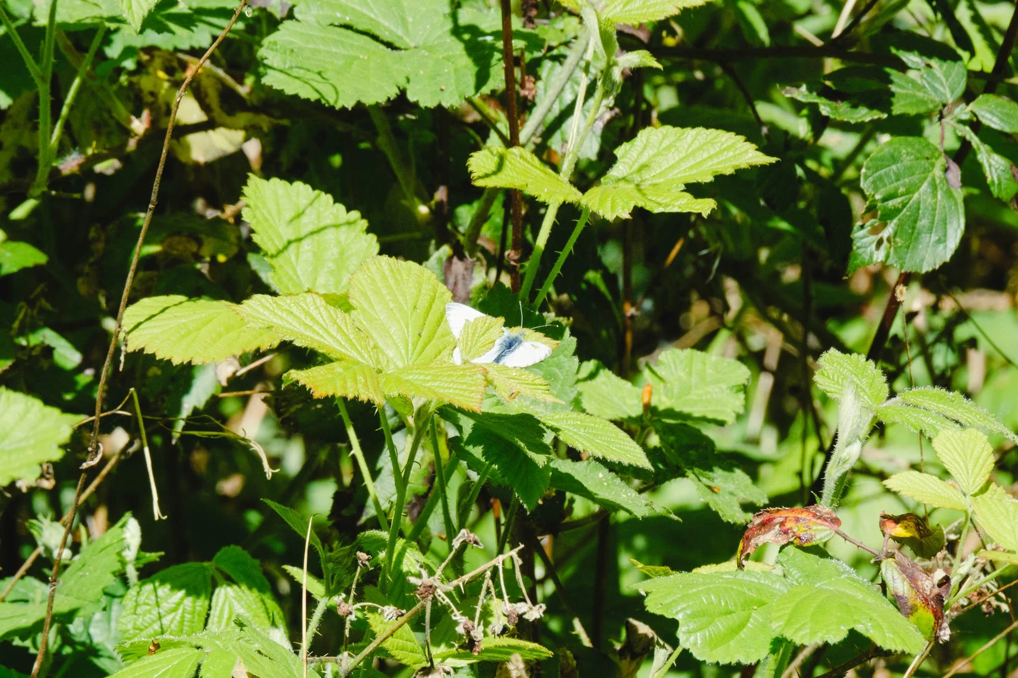 _DSF7295_low_res.jpg