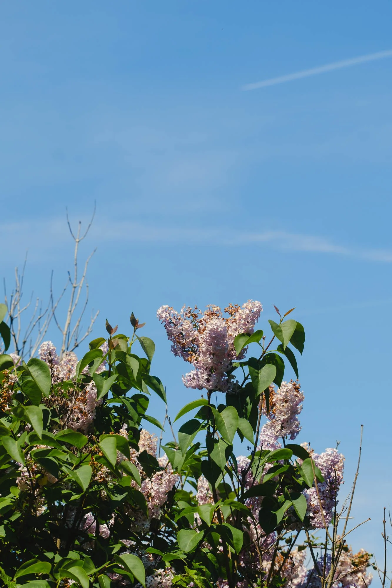 _DSF7980_low_res.jpg