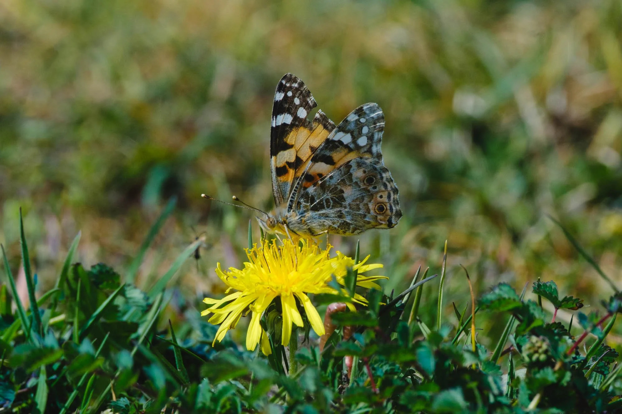 Saturday 2nd May Malling Down Nature Reserve, Lewes