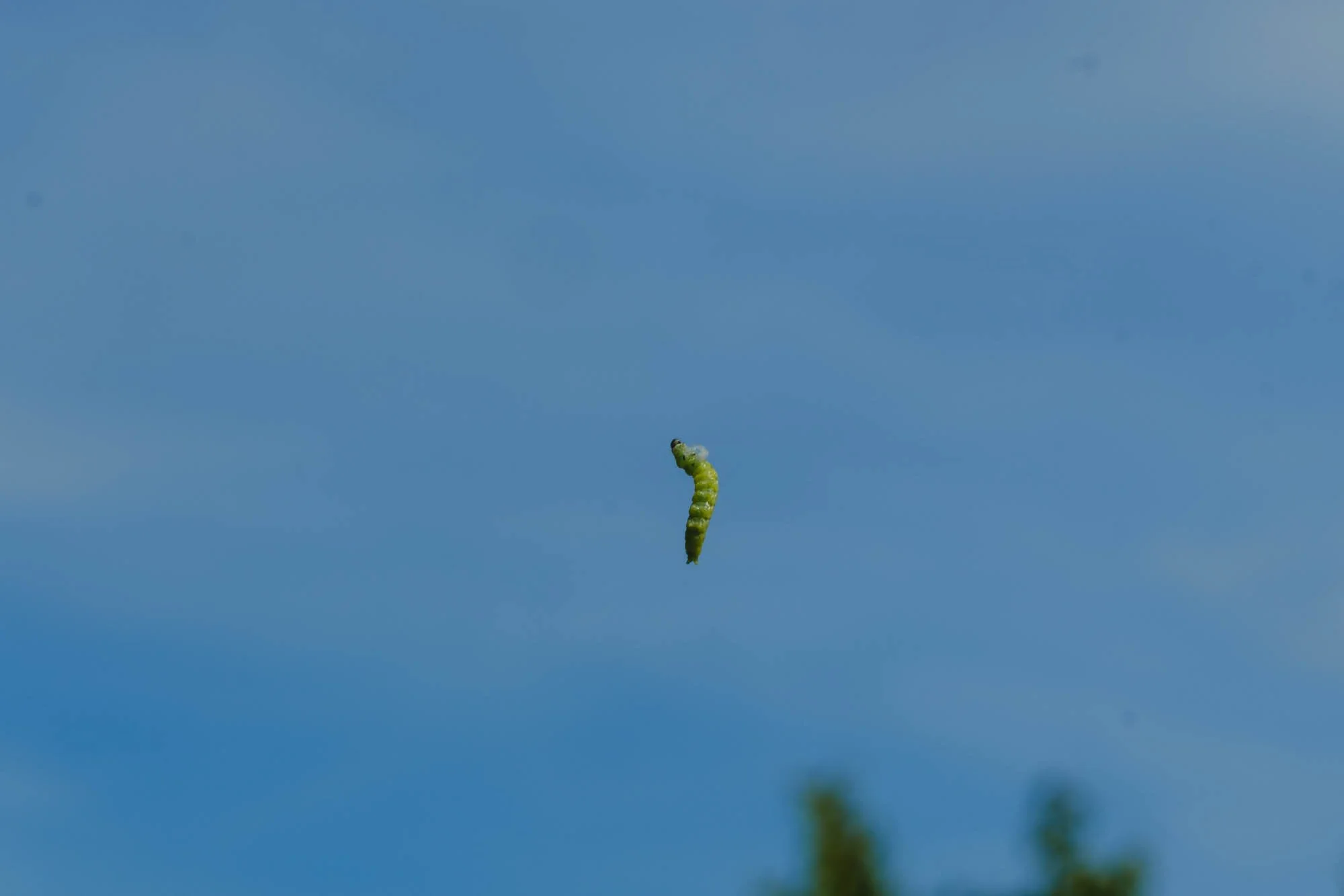 _DSF8022_low_res.jpg