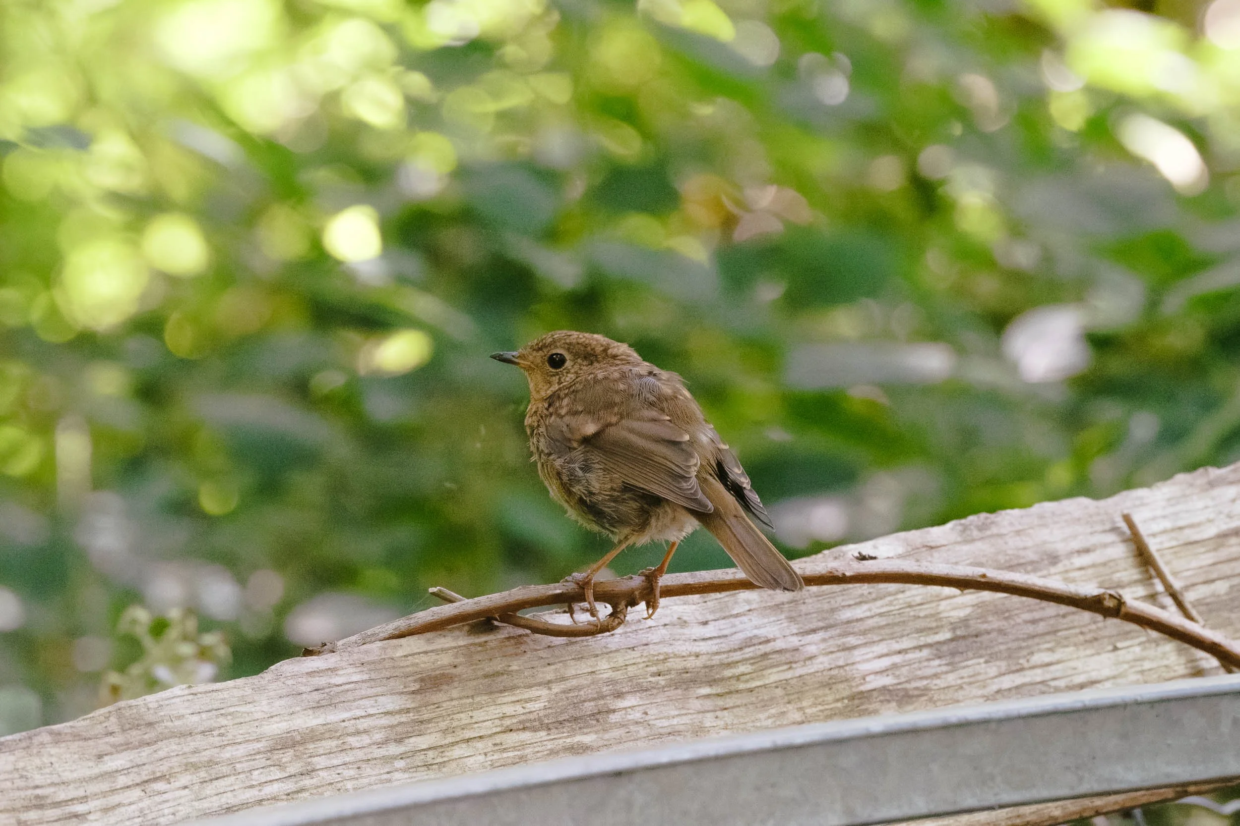 _DSF9723_low_res.jpg