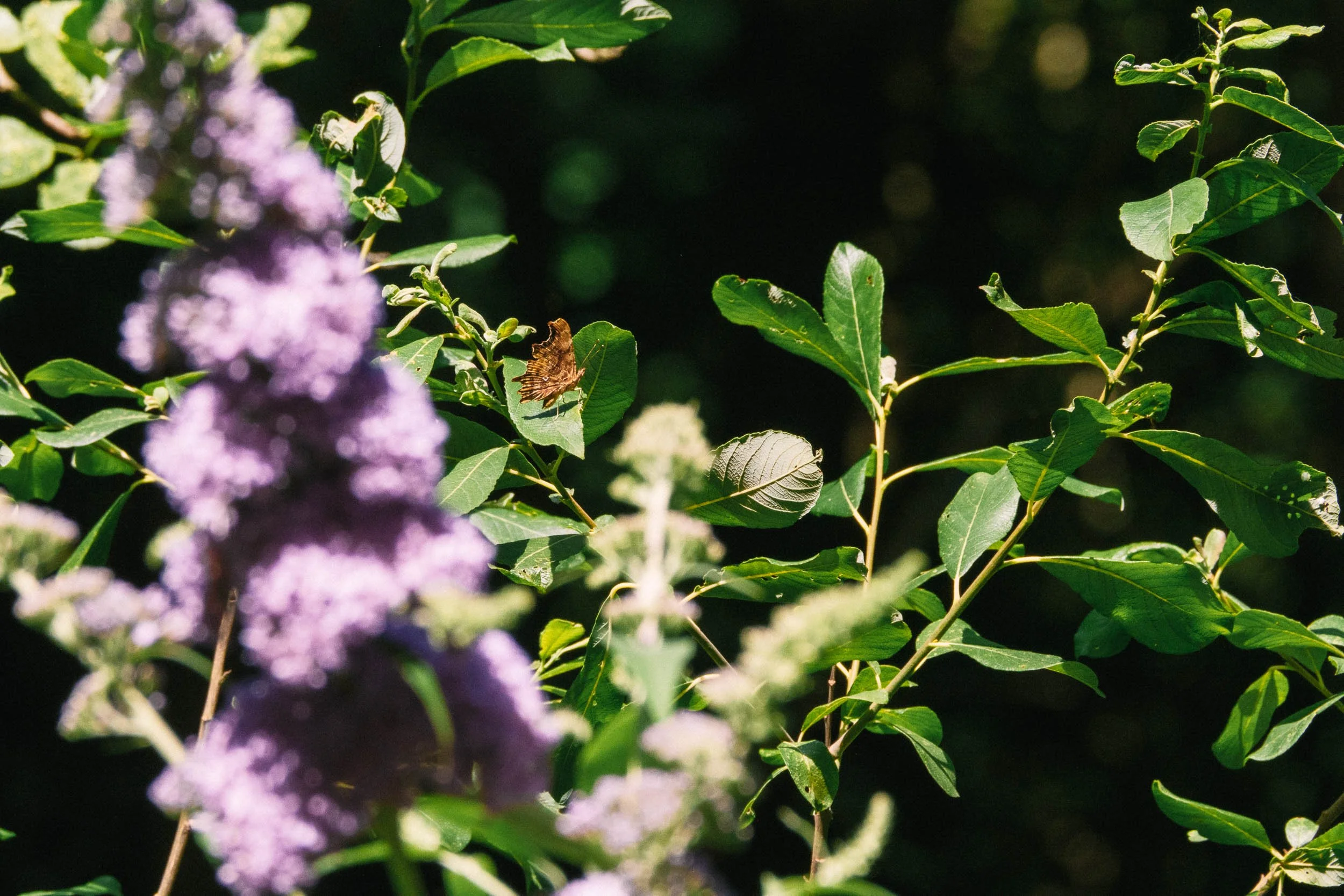 _DSF0192_low_res.jpg