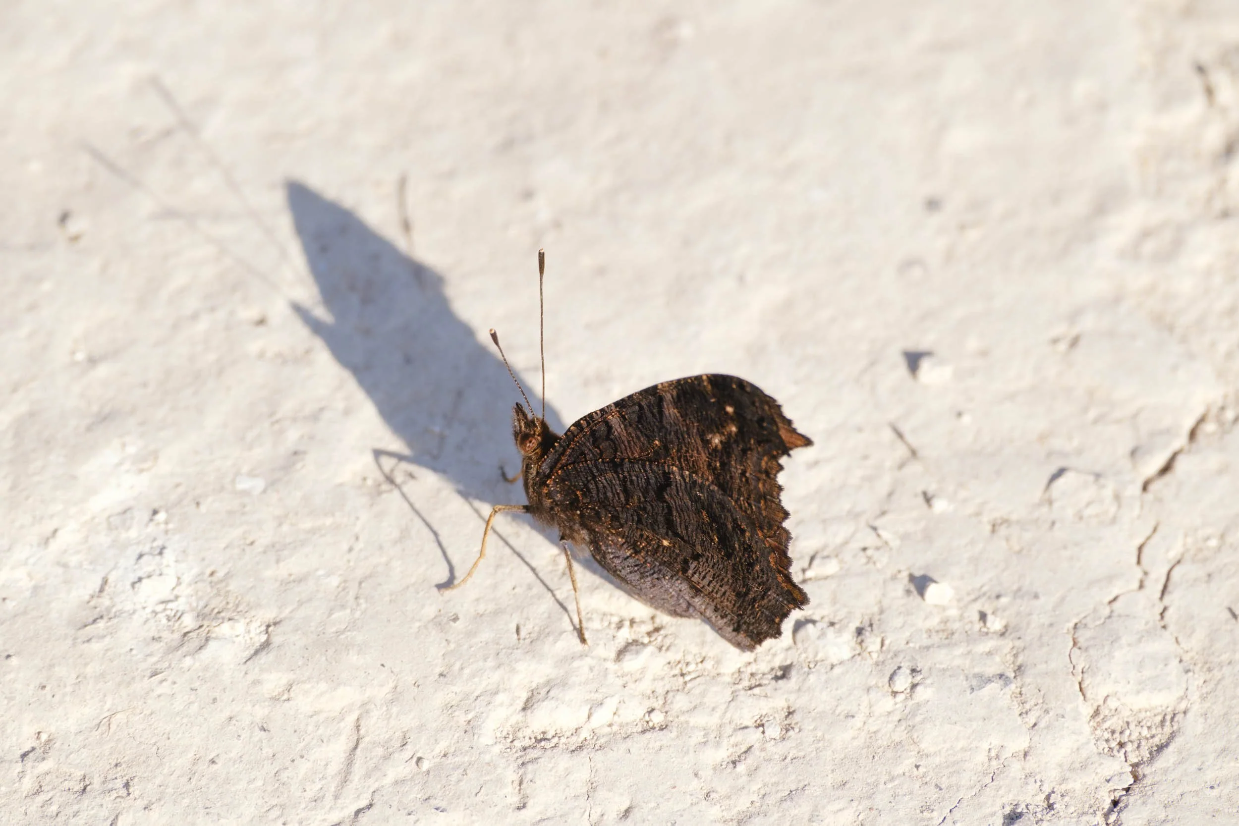 _DSF9951_low_res.jpg