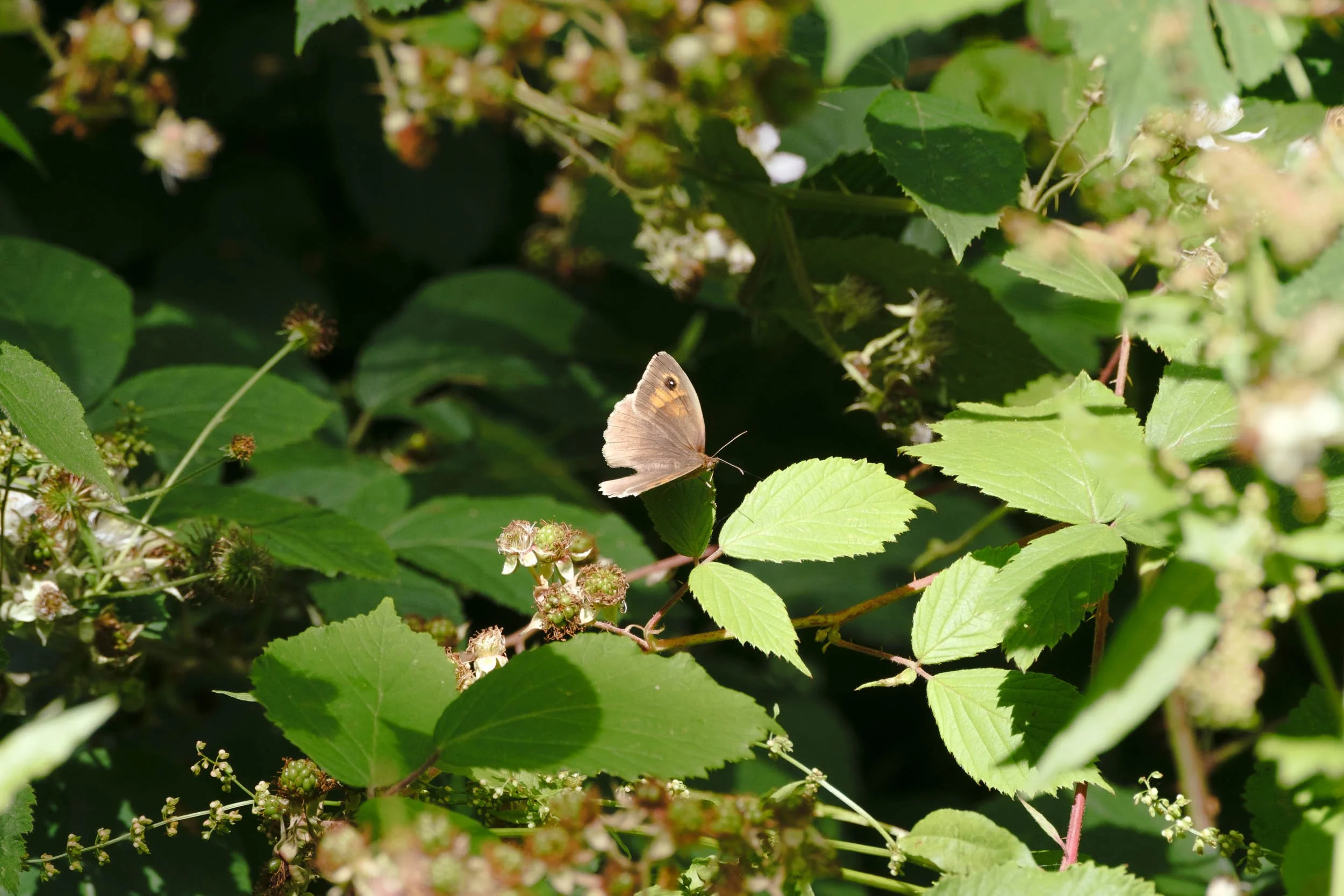 _DSF9575_low_res.jpg