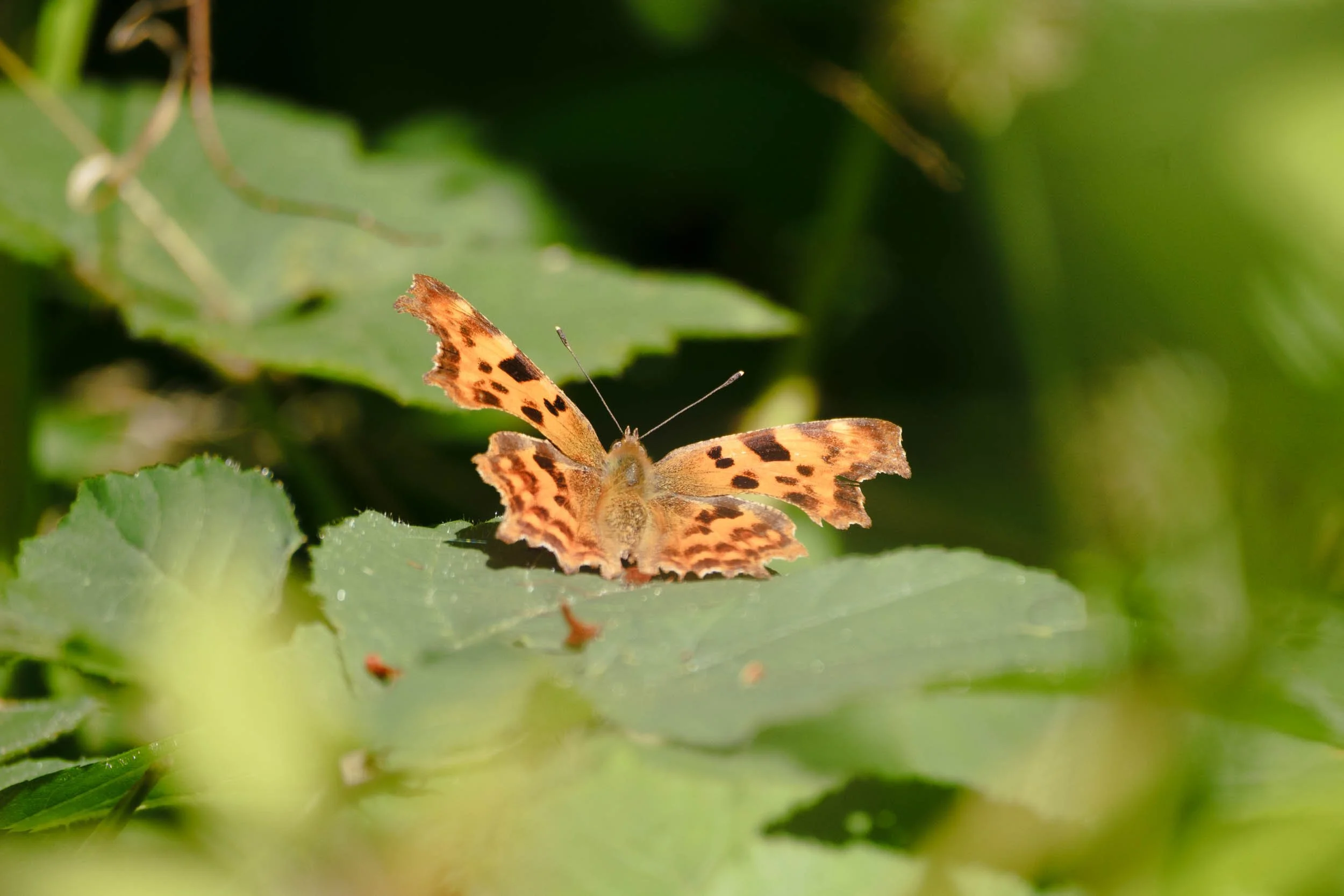 _DSF9586_low_res.jpg
