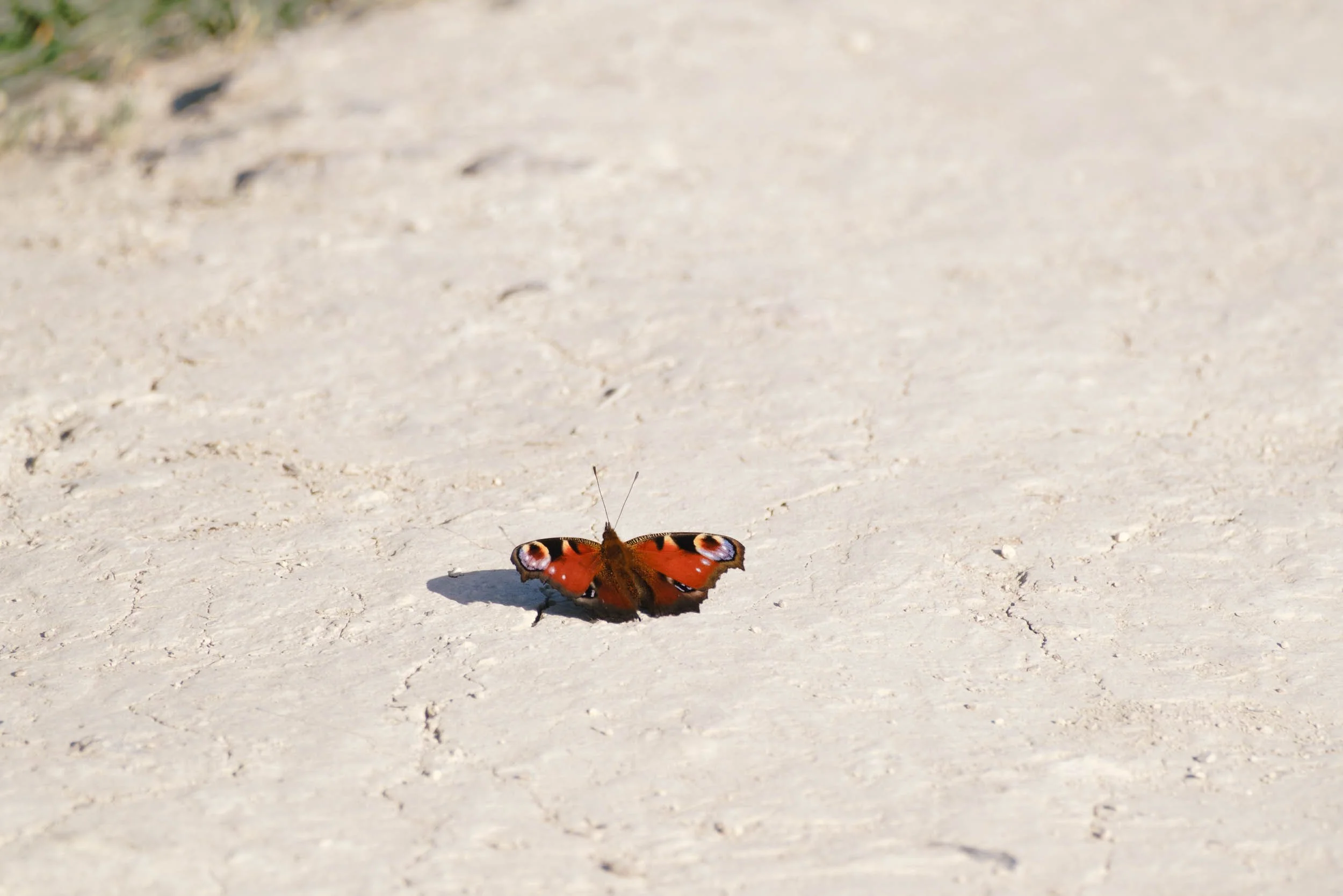 _DSF9949_low_res.jpg