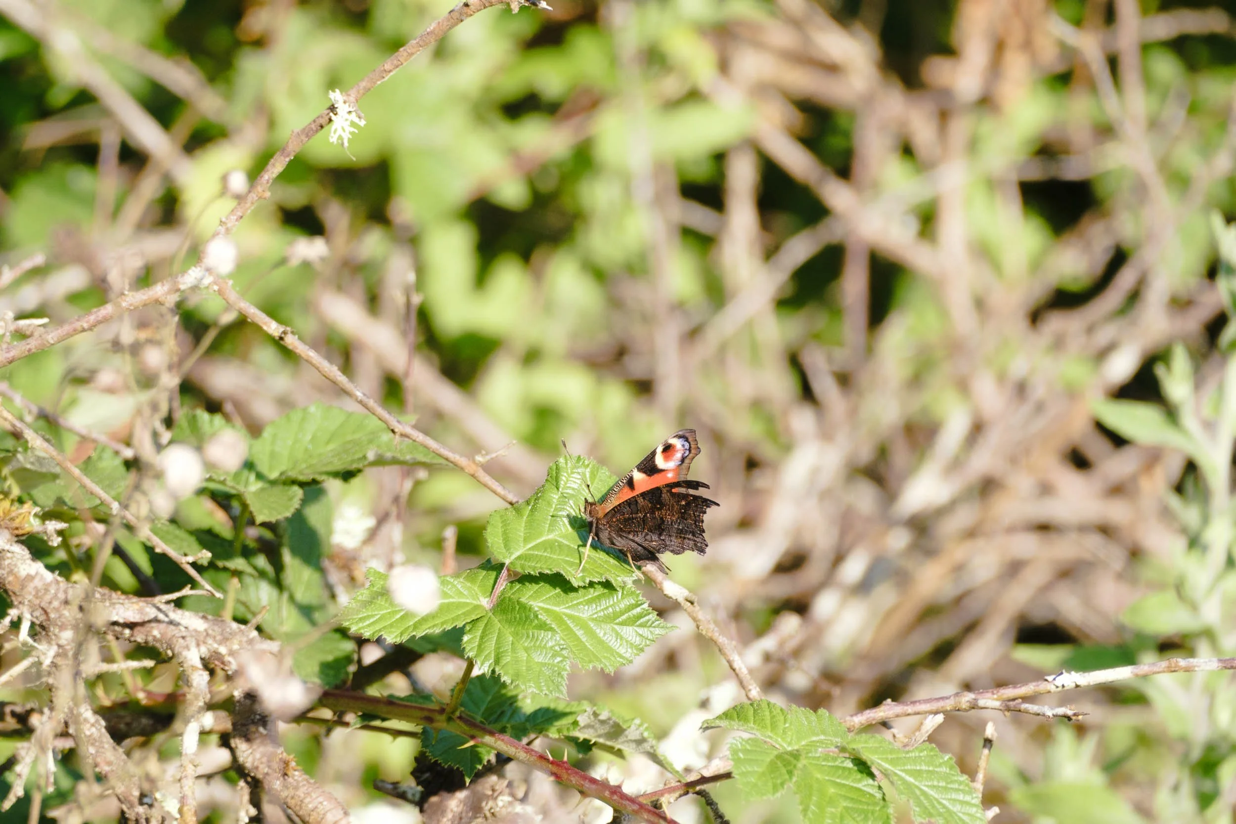 _DSF9904_low_res.jpg