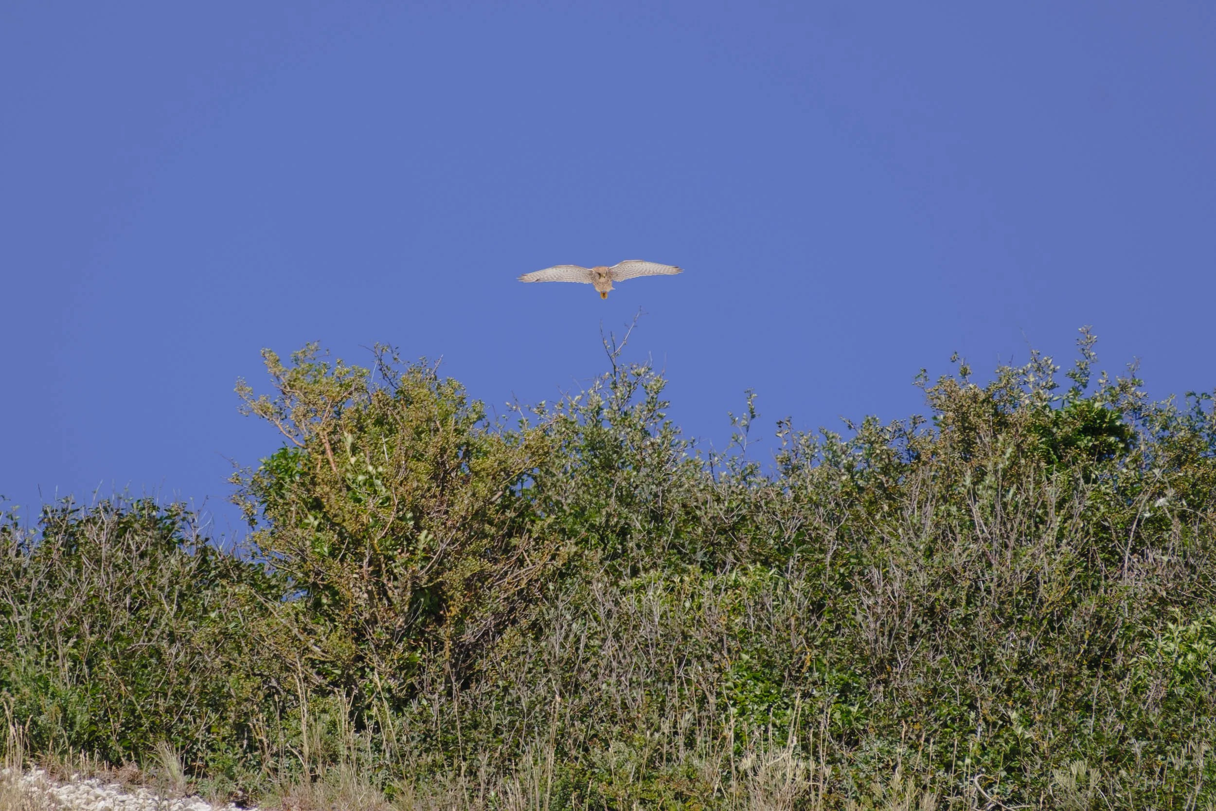 _DSF9547_low_res.jpg