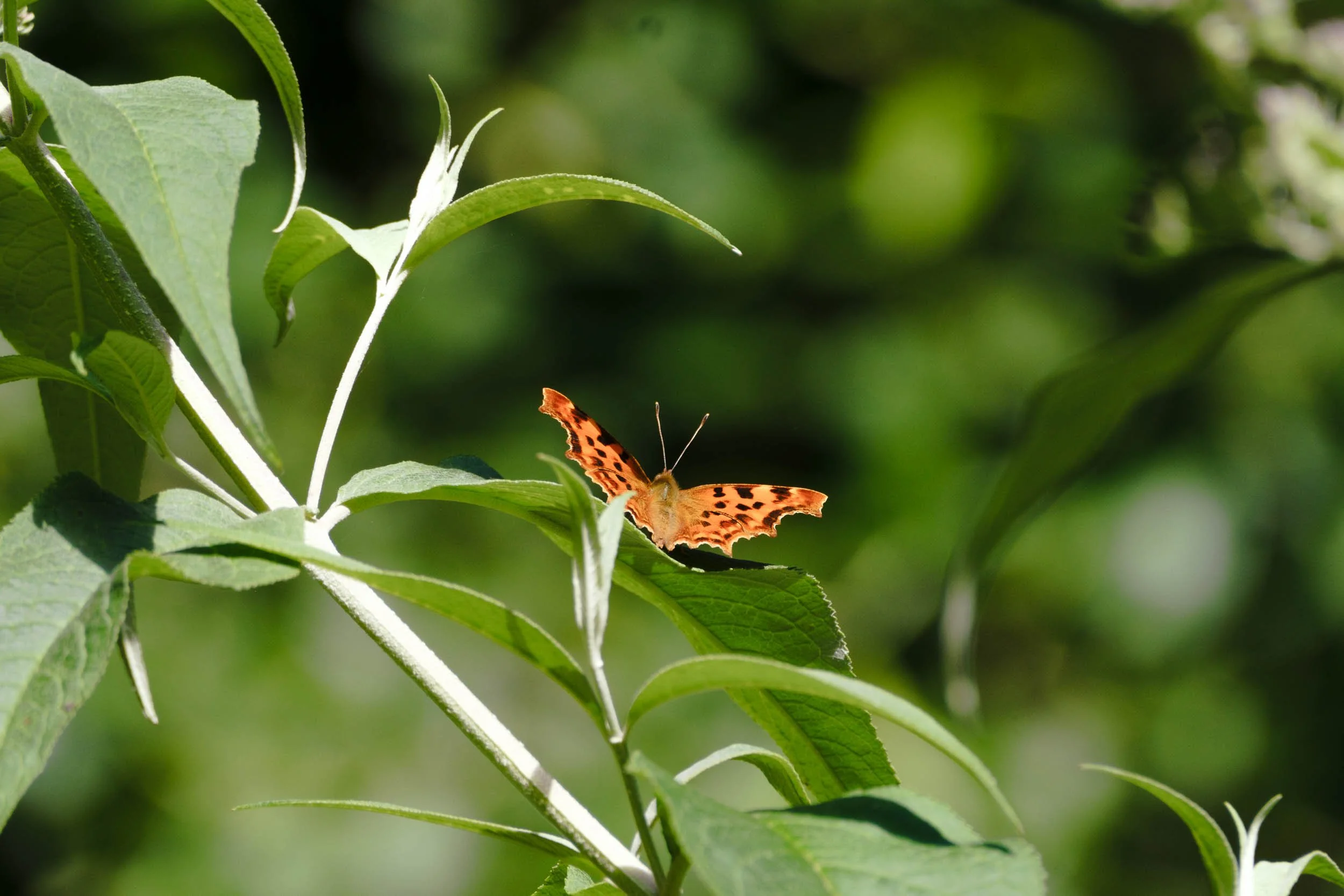 _DSF9719_low_res.jpg