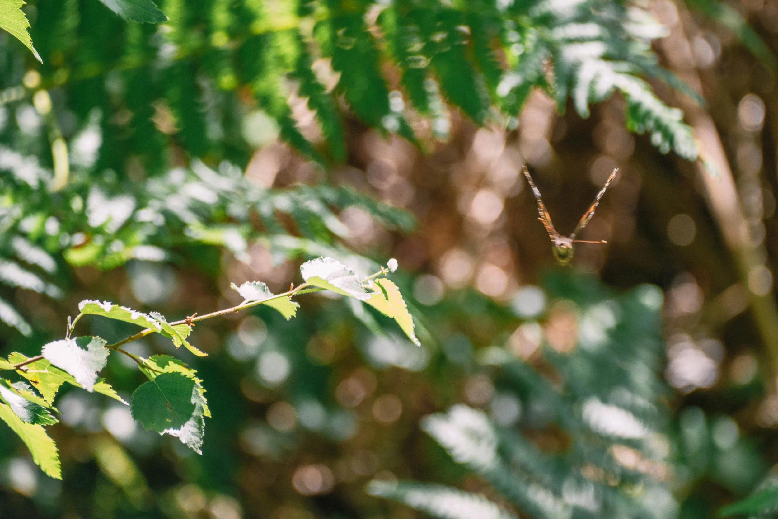 _DSF0480_low_res.jpg