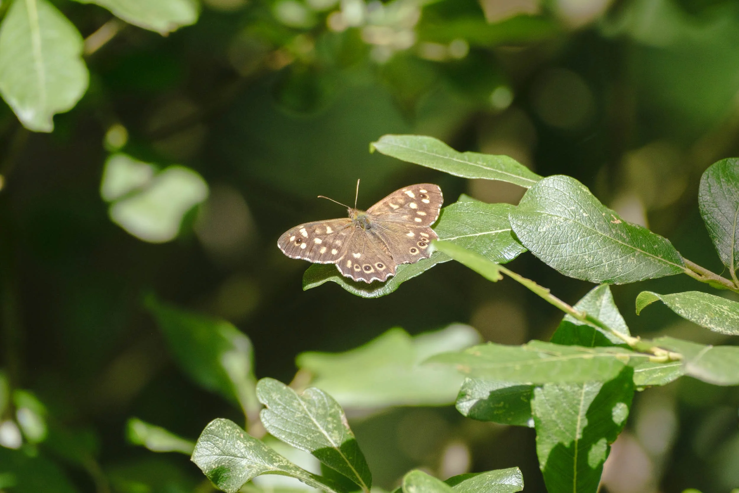 _DSF9618_low_res.jpg