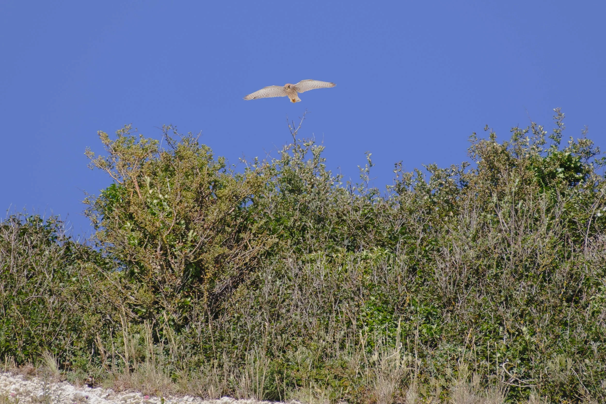 _DSF9546_low_res.jpg