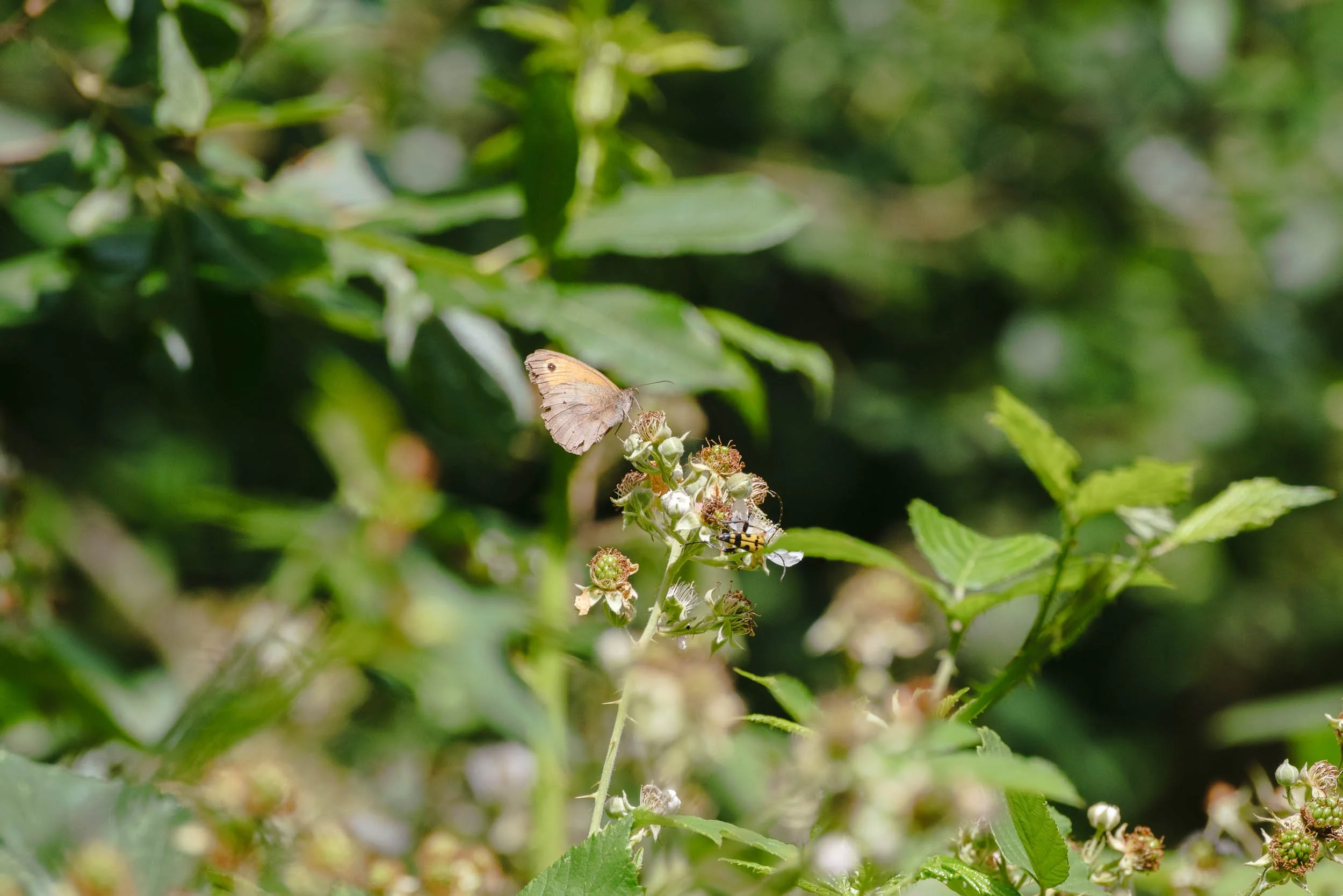 _DSF9612_low_res.jpg