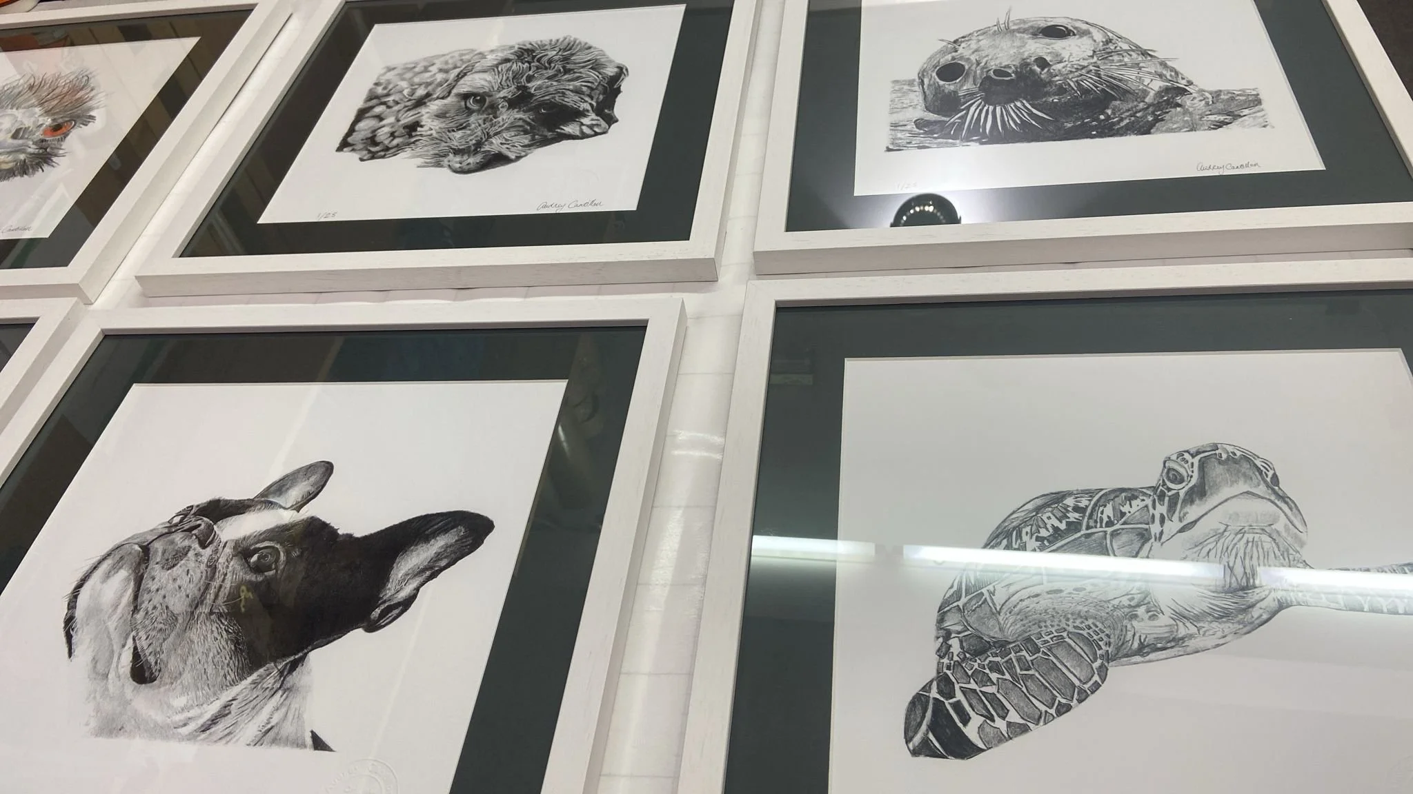 Turtle at the framers.jpeg