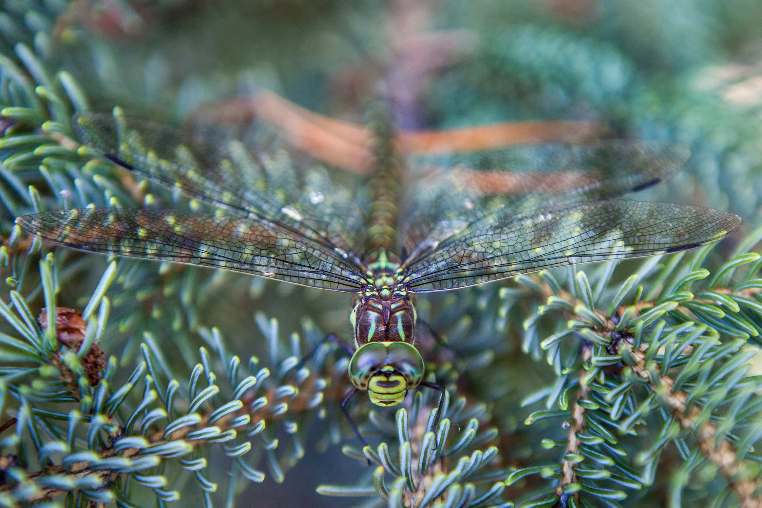 Dragonfly
