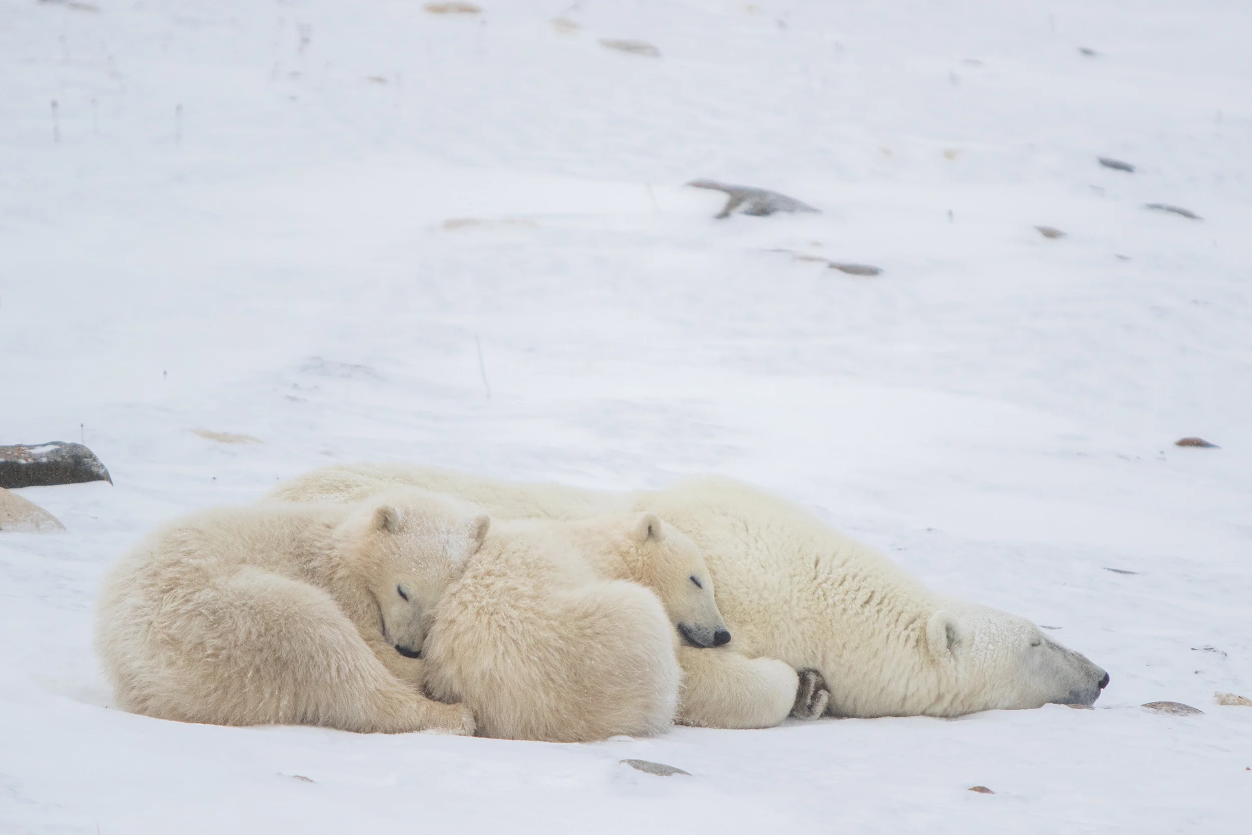 Nap time on the tundra