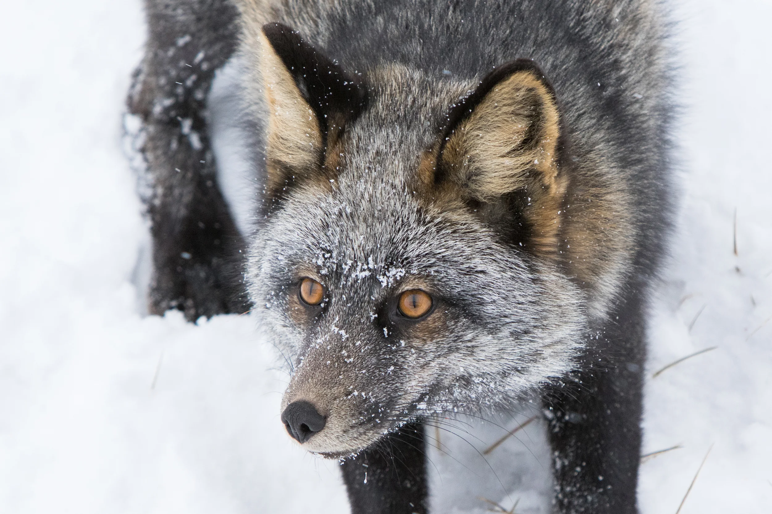 Silver fox/cross fox, depends on who you ask.