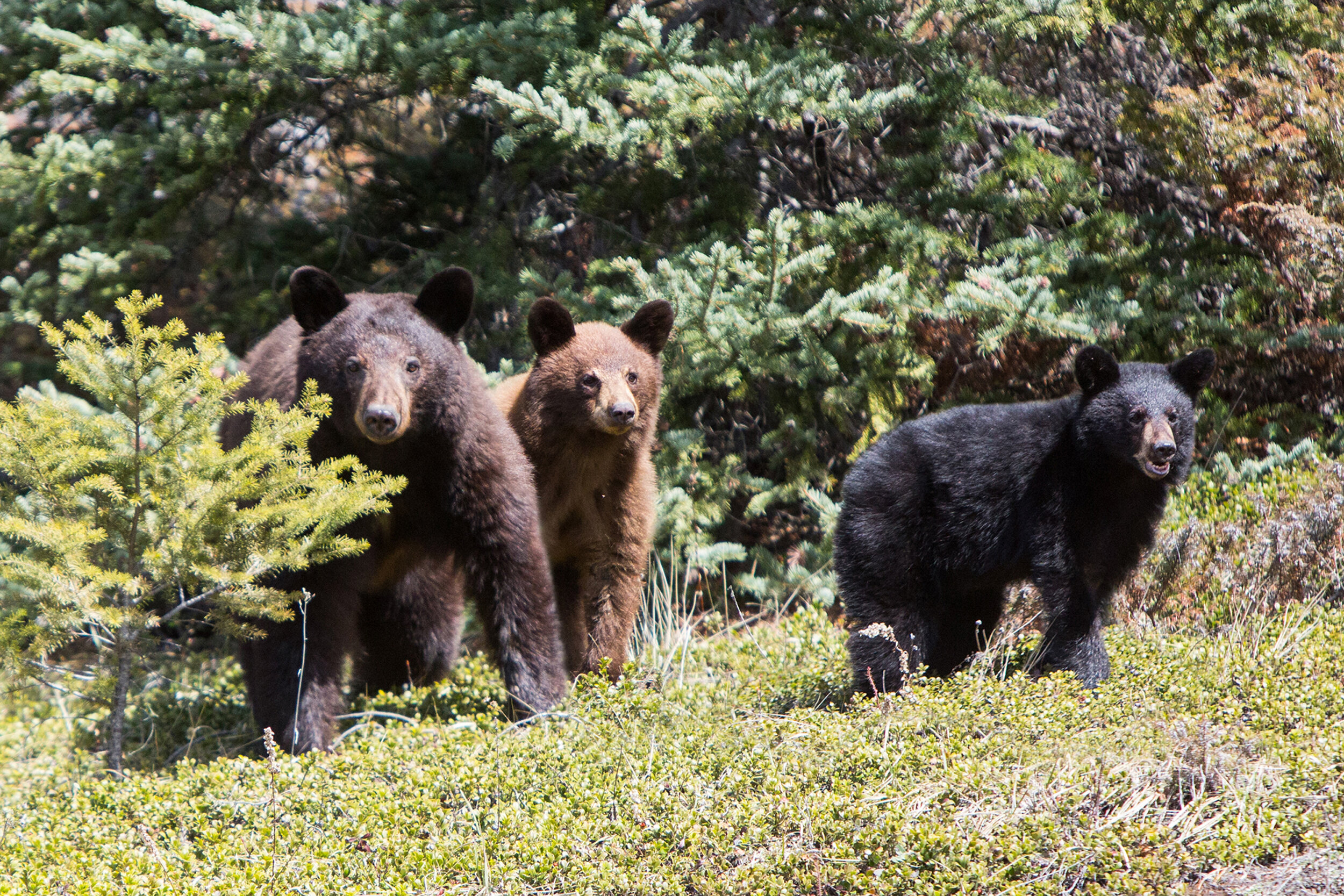 black bear mom and cubs jasper.jpg
