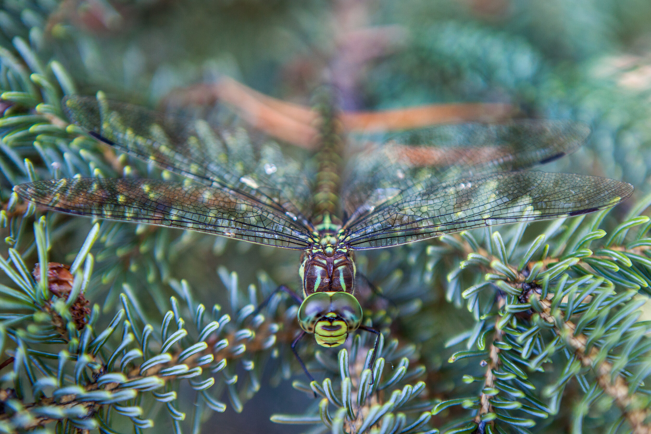 dragonfly jasper.jpg