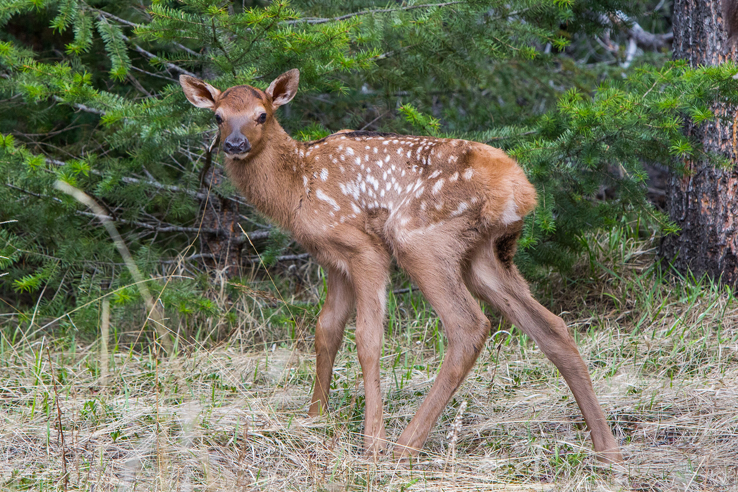 Elk Calf Jasper wildlife.jpg