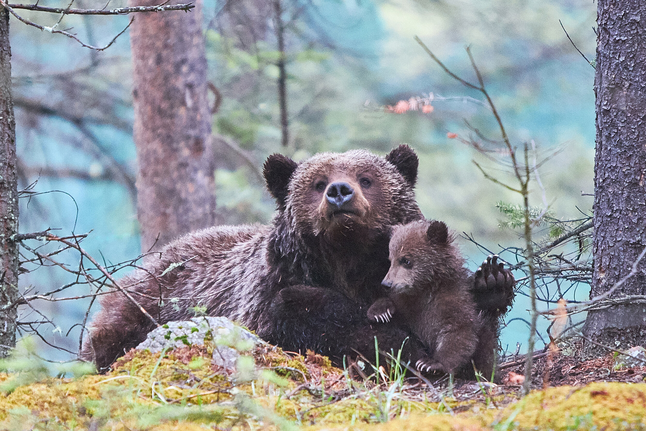 Grizzly mom and cub Jasper wildlife.jpg