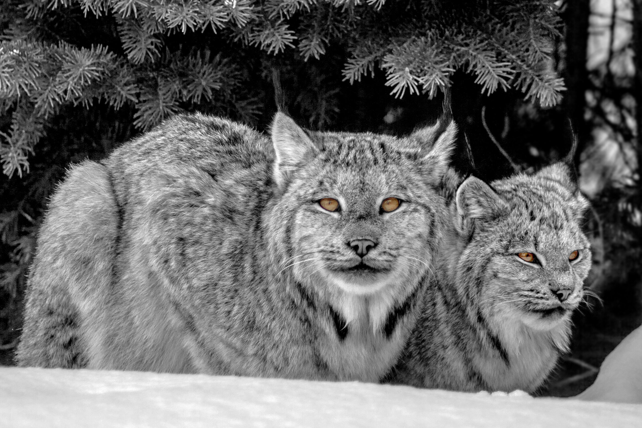 lynx mom and kitten jasper wildlife.jpg