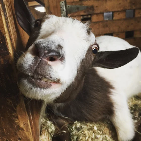 Dealing with meat jokes (and other annoying comments)