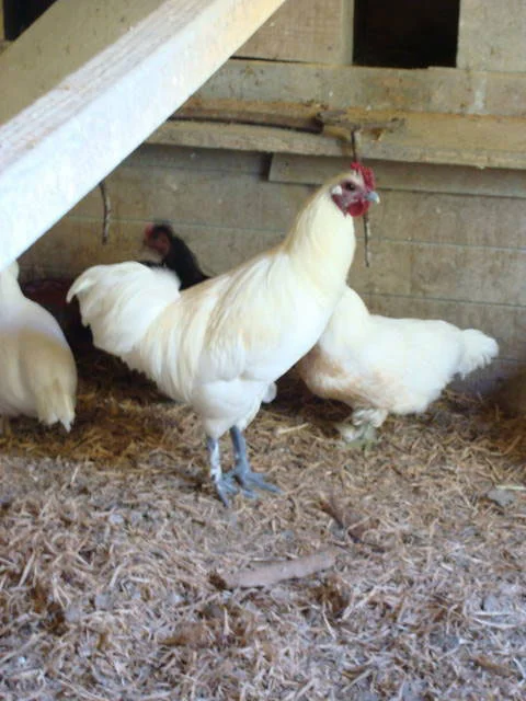 Chickens
