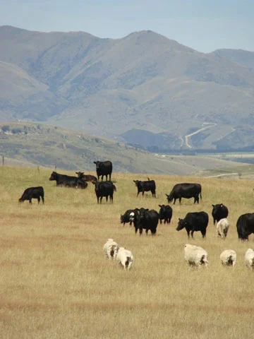 Stock Grazing