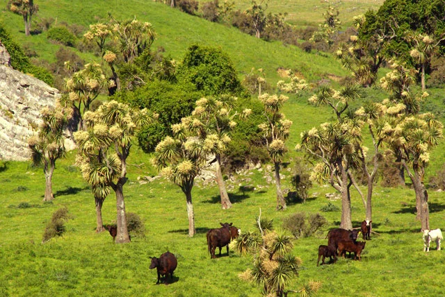 Cabbage Trees