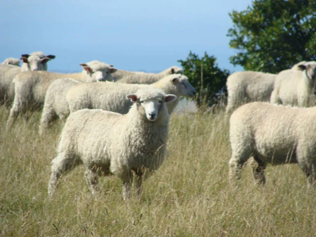 Fat Lambs