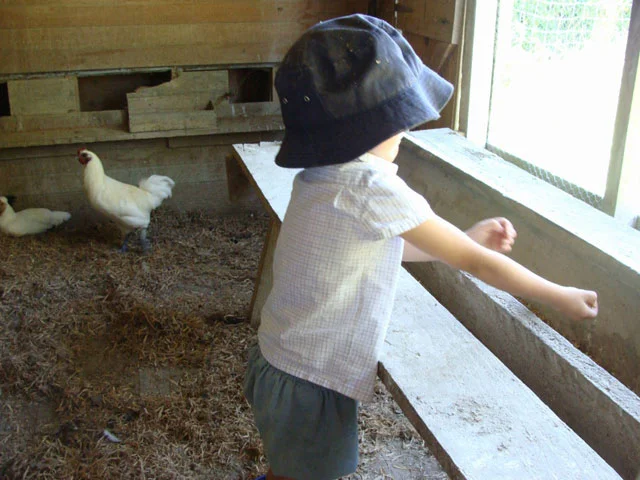 Somers Feeding the Chickens