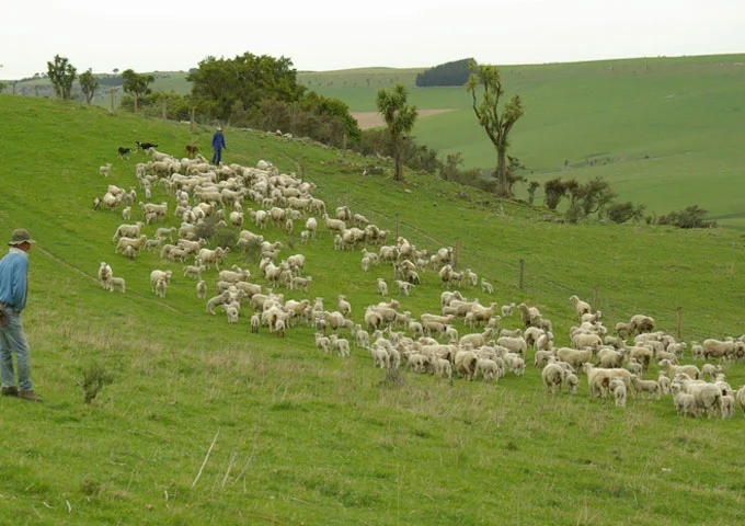 Tailing