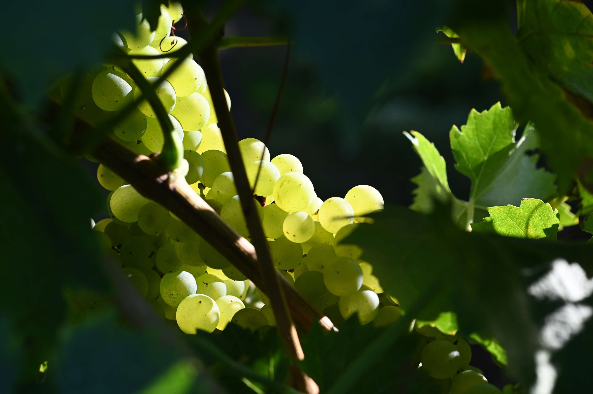 Cognac Vines.jpg