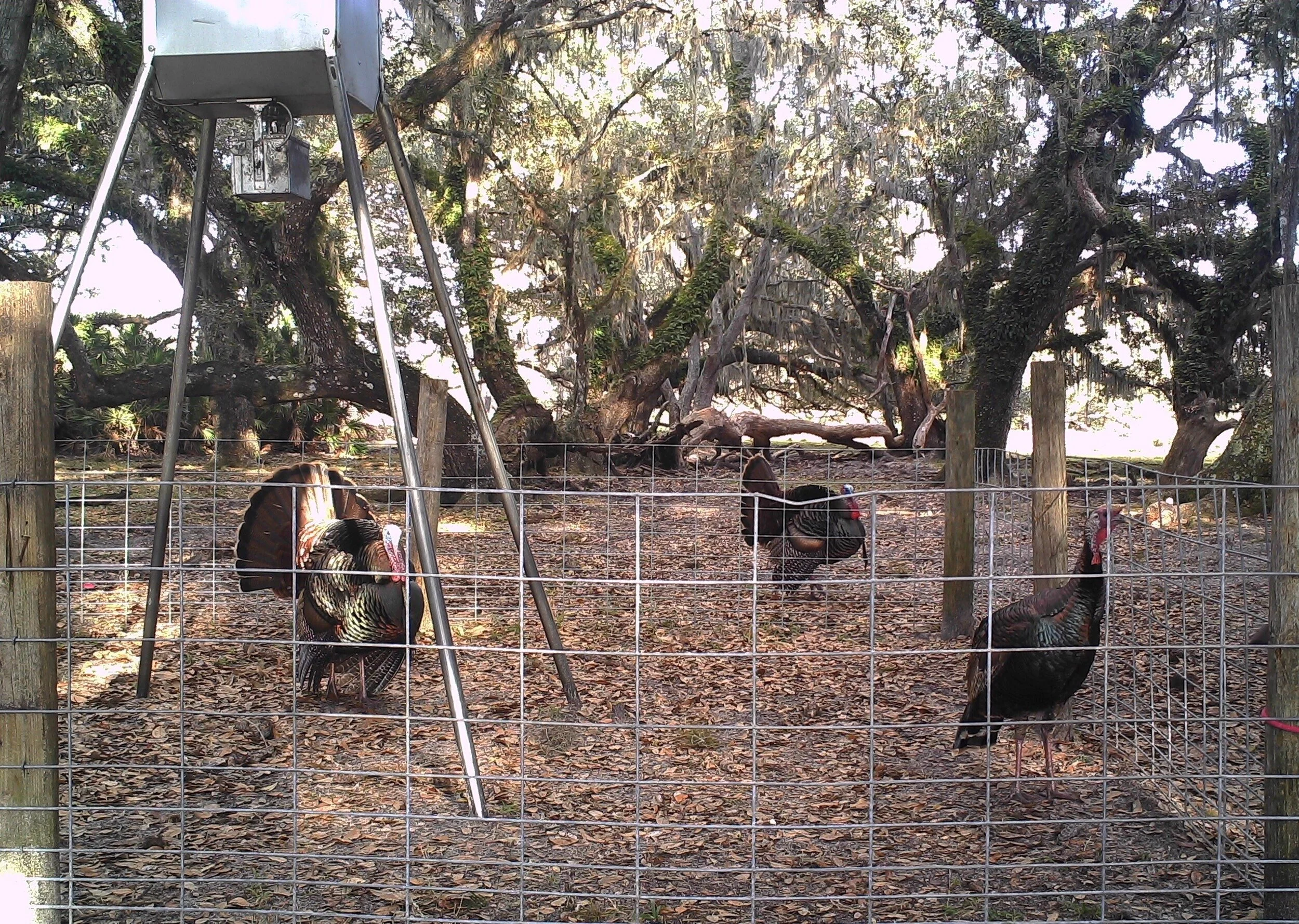 trail cam turkey 2.jpg