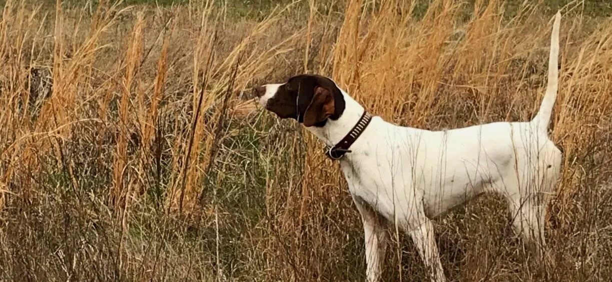 dog+pointing+2.jpg