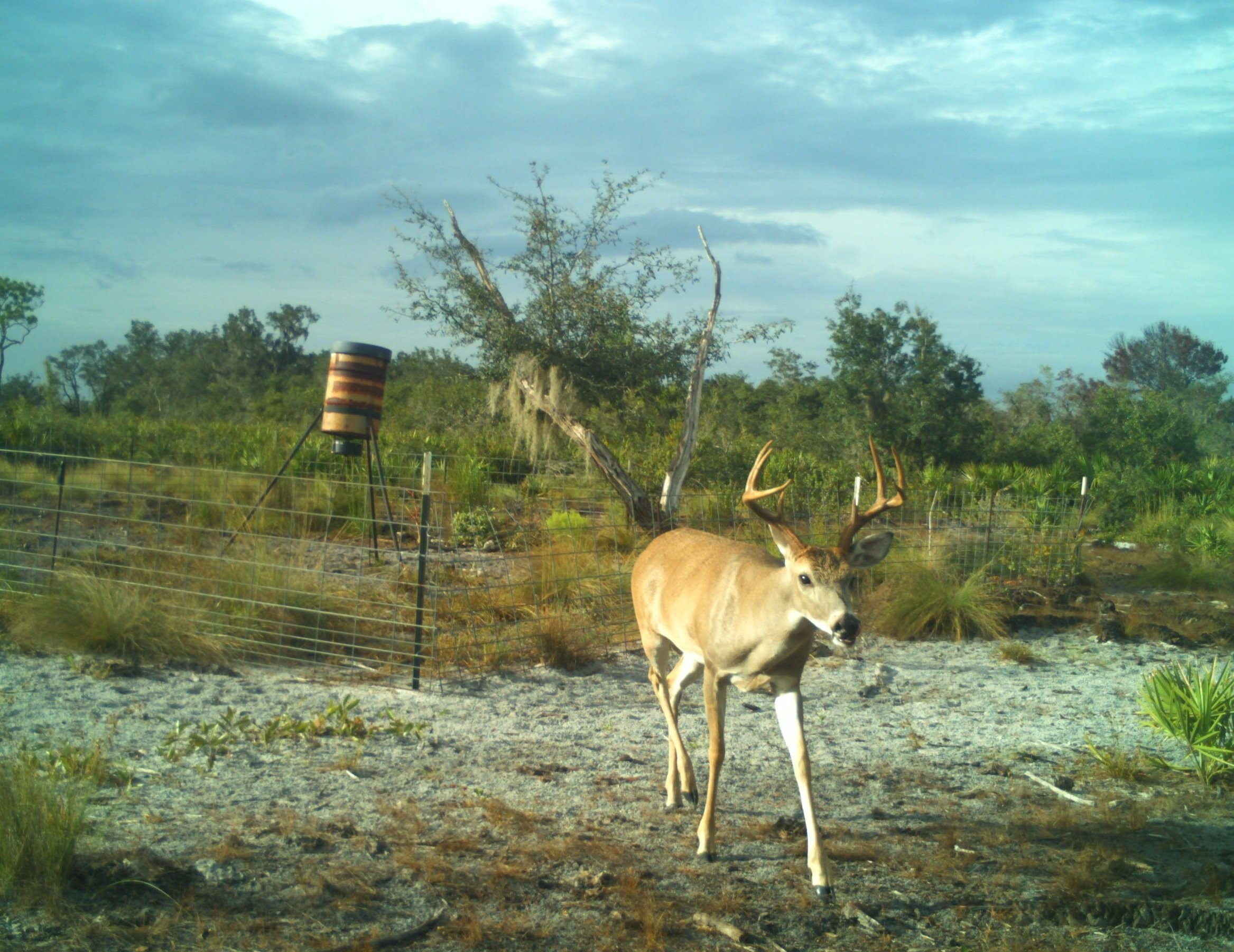 trail+cam+deer+2.jpg