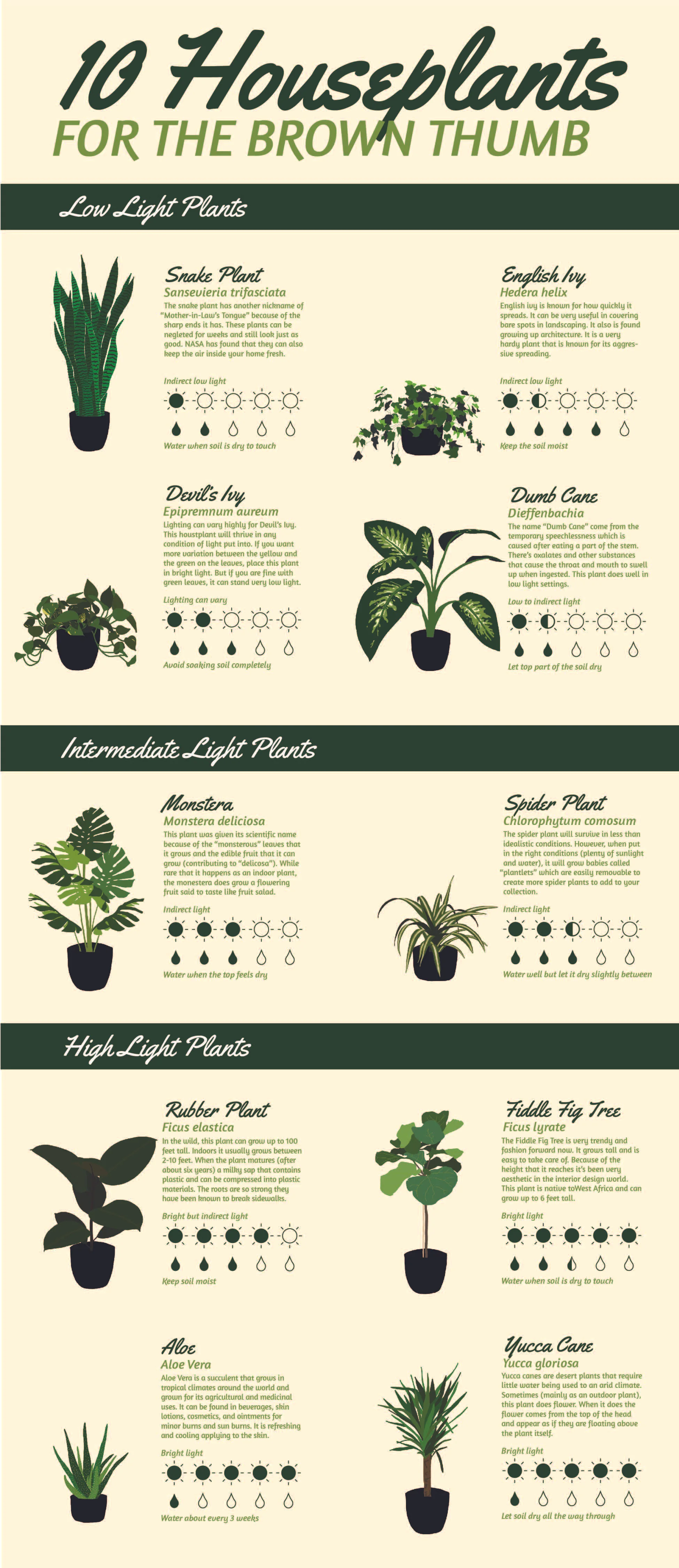 Houseplant Infographic-01.jpg