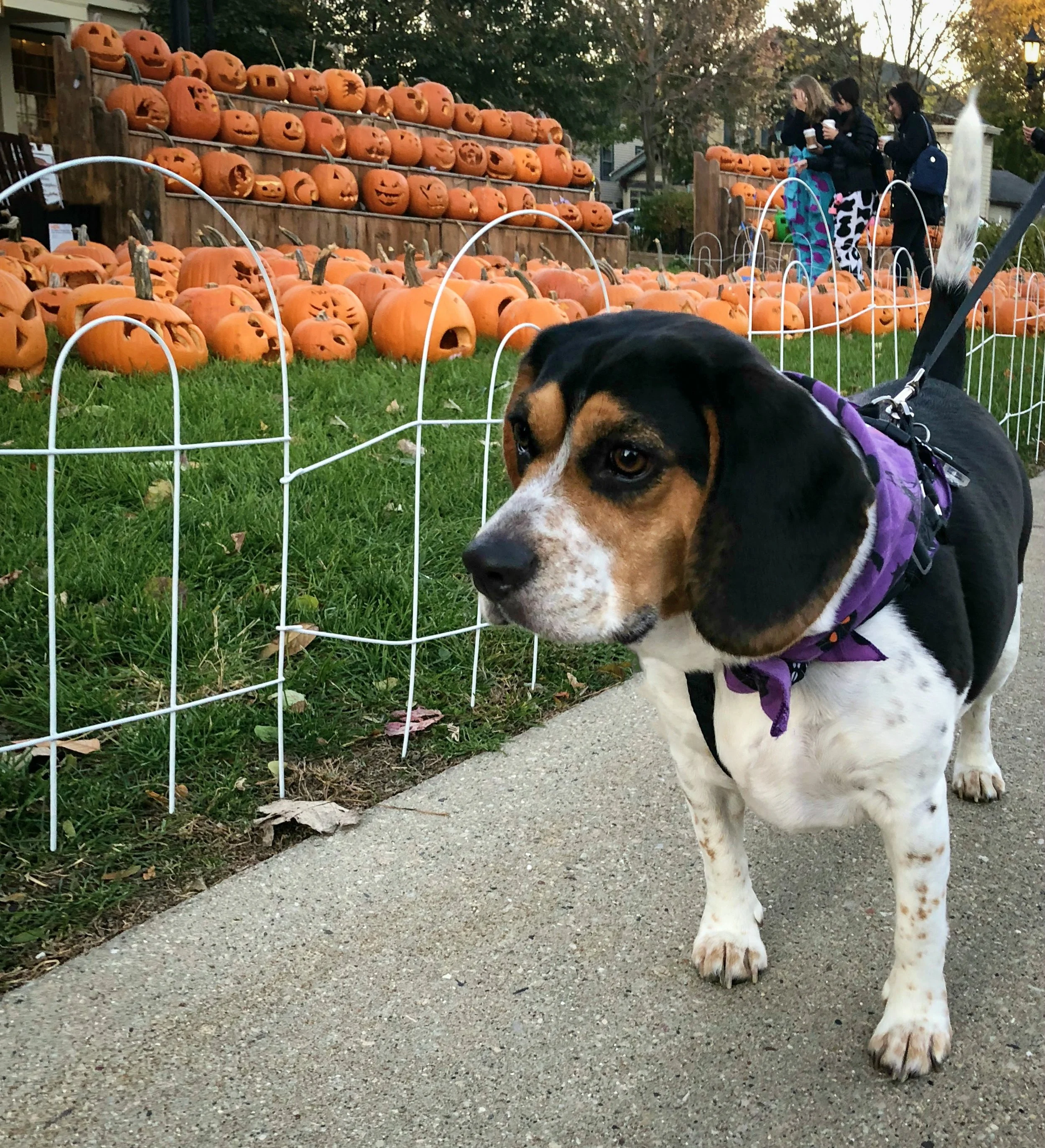 Piper + Pumpkins