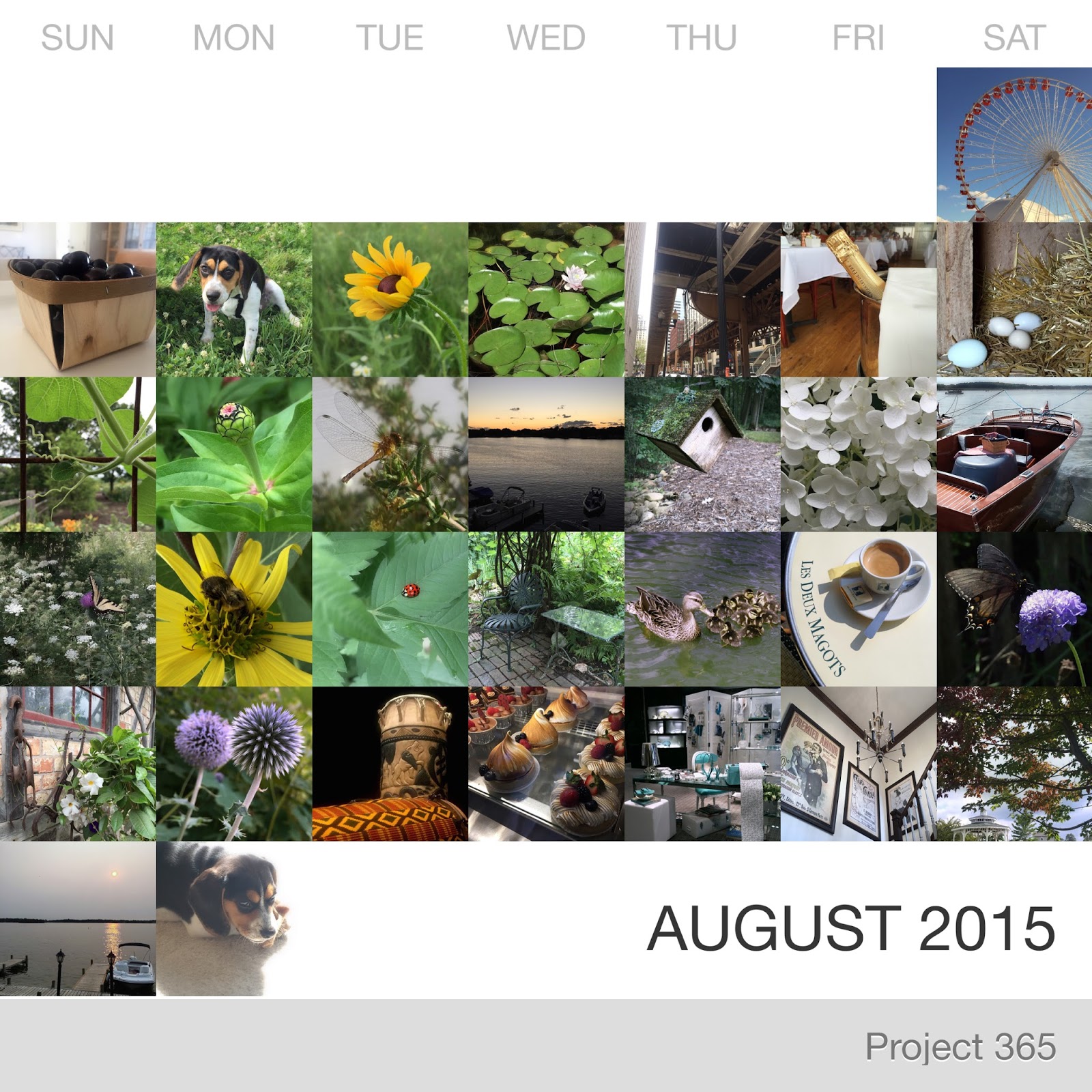 Project 365 _August-2015_Collage.jpg