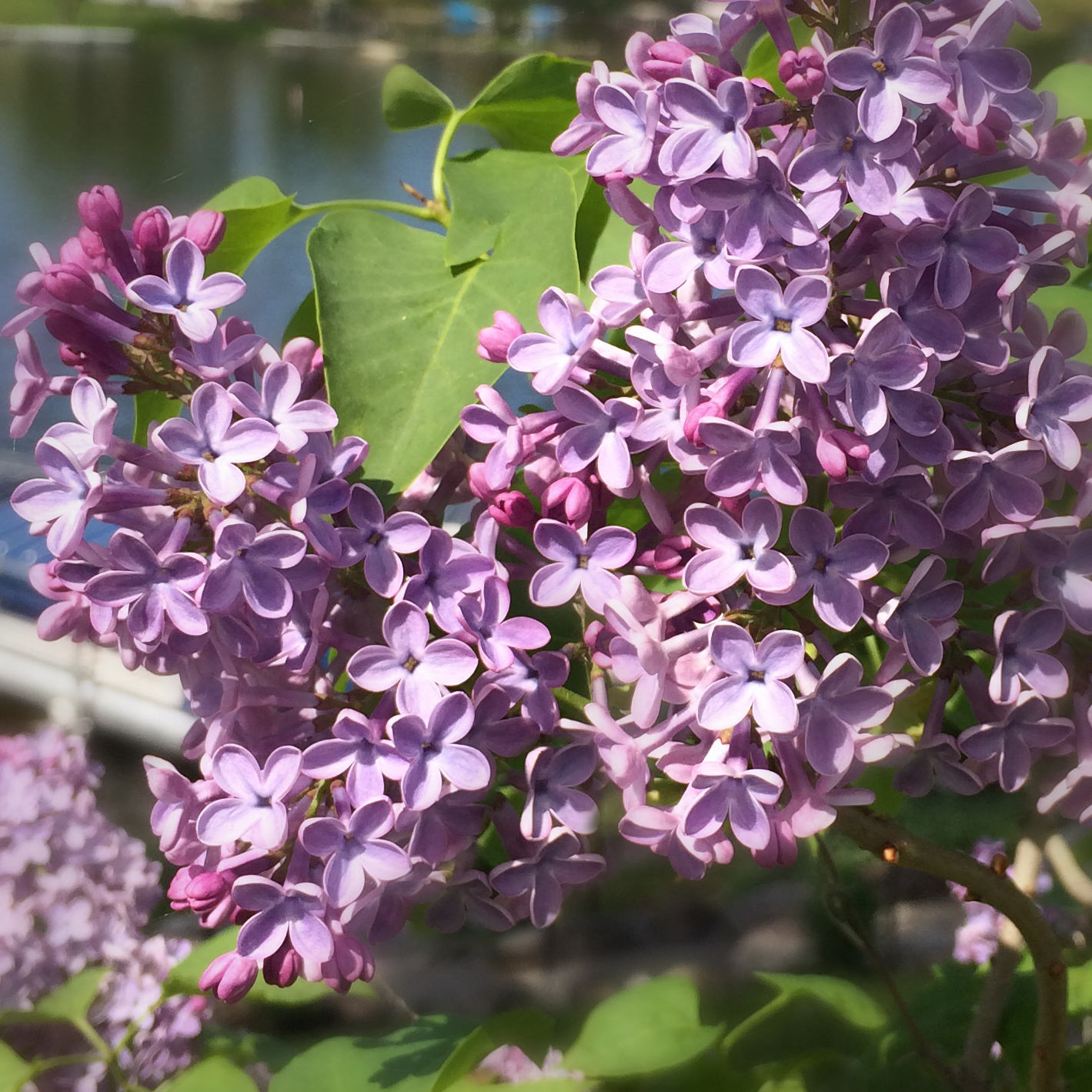 lilacs.jpg