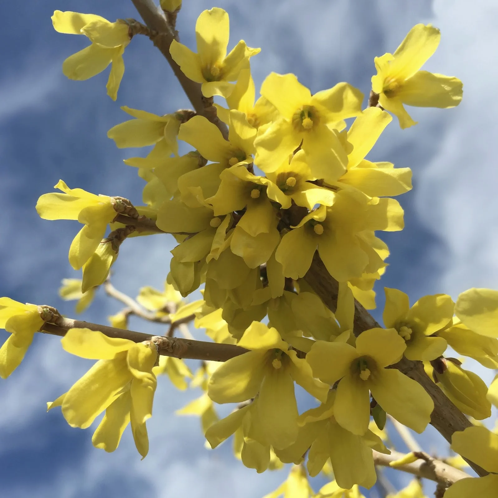 forsythia.jpg