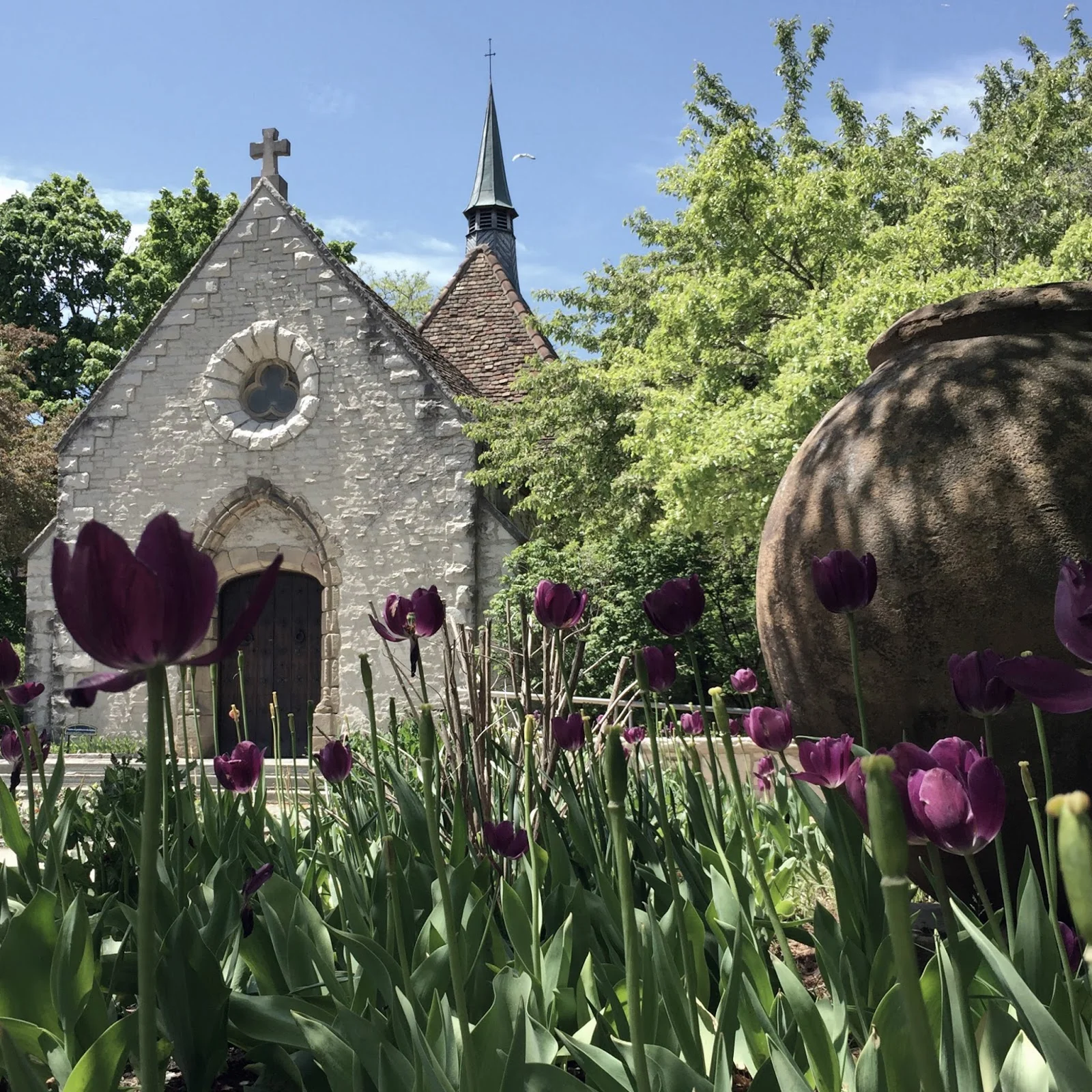 purple tulips.jpg