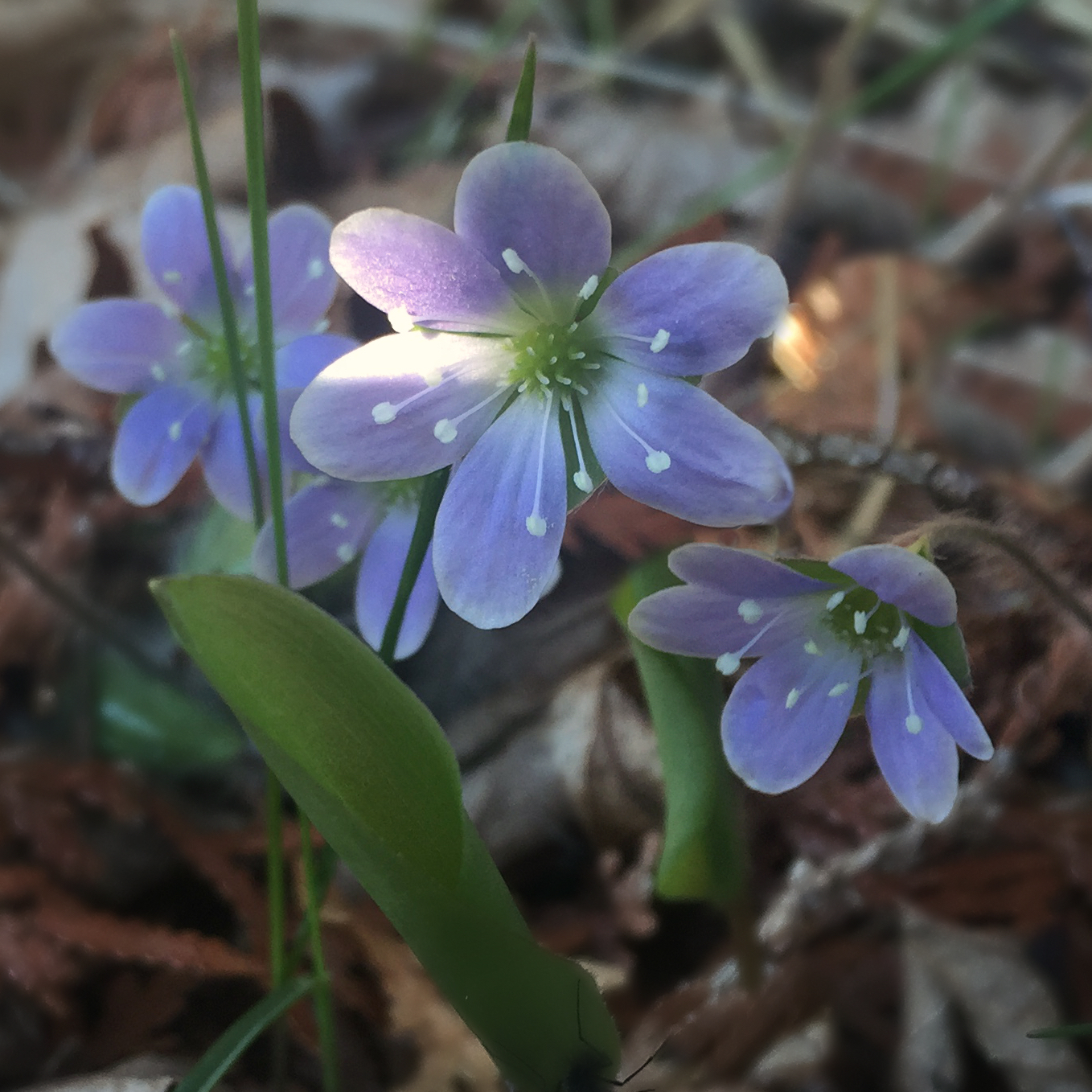hepatica.jpg