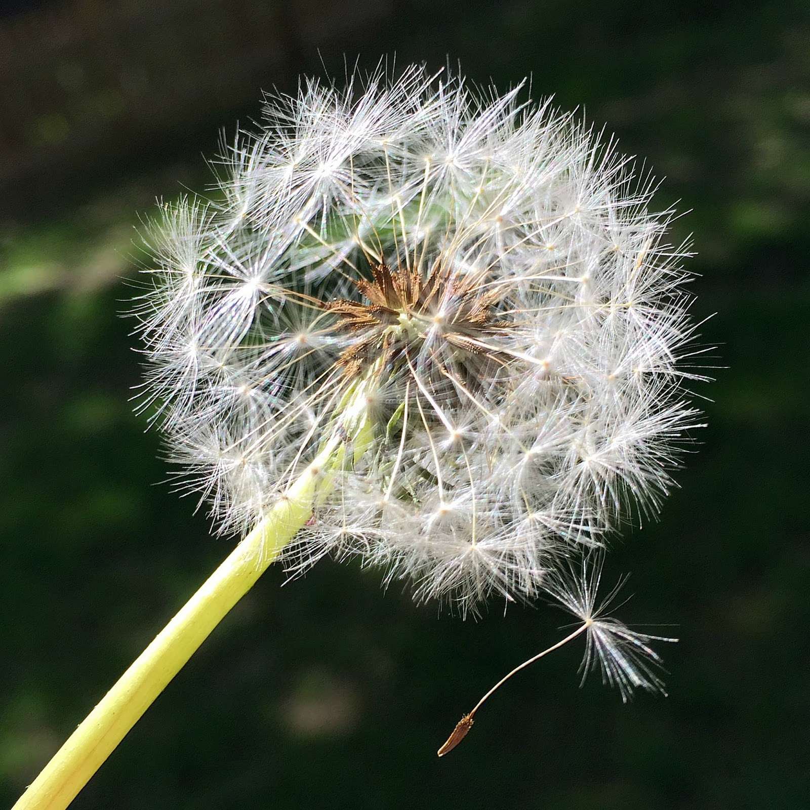 dandelion.jpg