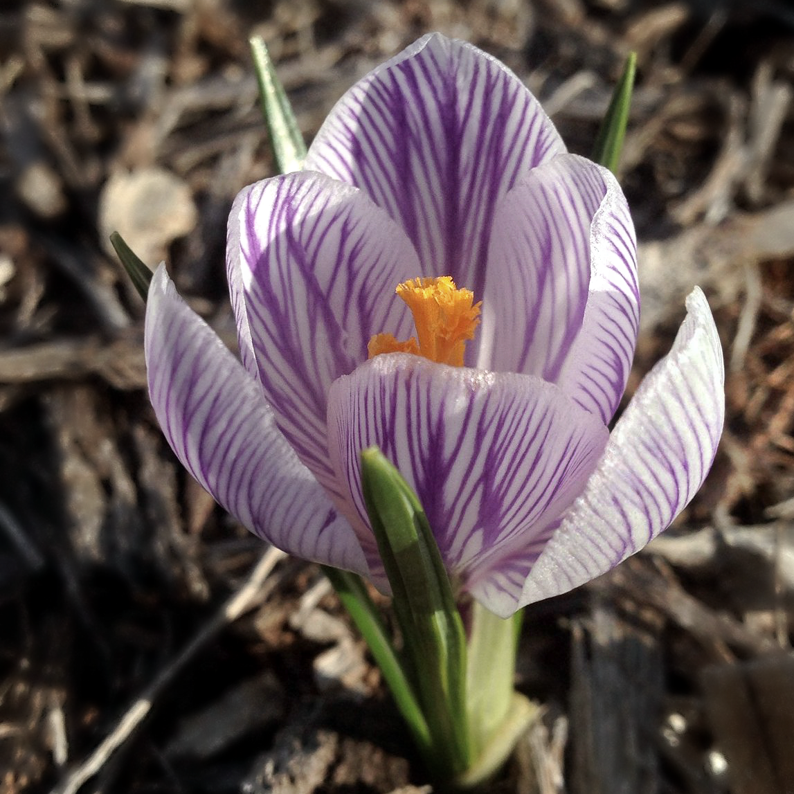 crocus.png